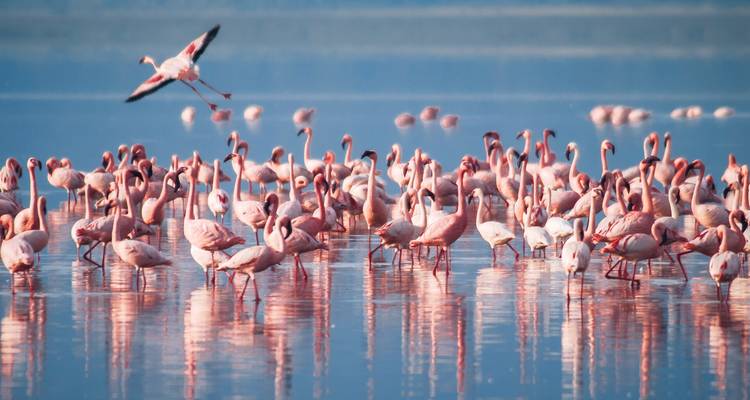 Des dizaines de flamants roses se promenant dans une eau d'un bleu éclatant avec l'un d'entre eux volant au-dessus.