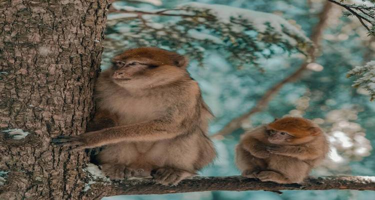 Deux macaques de Barbarie assis sur une branche de cèdre enneigée dans la forêt du Moyen Atlas.
