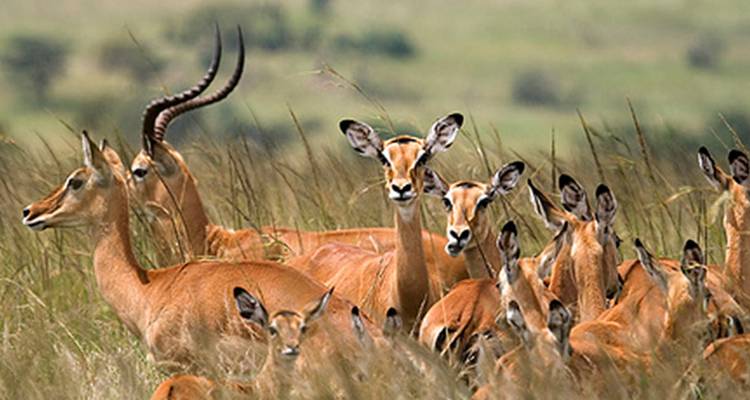 Des impalas vigilants se dressant au milieu des hautes herbes, les oreilles dressées vers l'appareil photo.