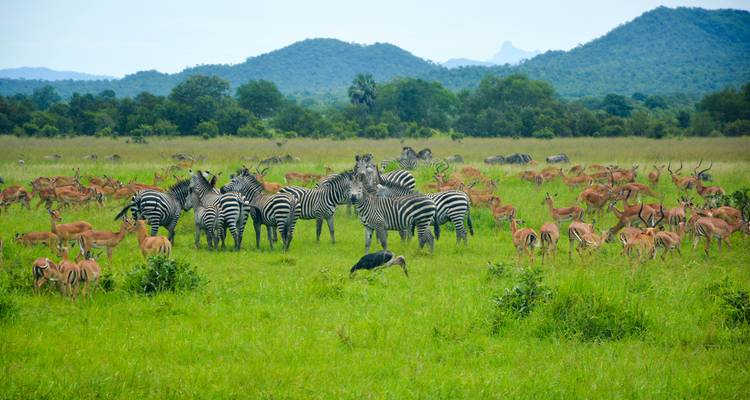 Vaste plaine herbeuse remplie de zèbres, d'impalas et d'une cigogne solitaire sous des collines lointaines.