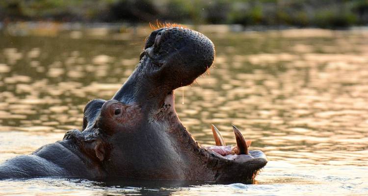 Nahaufnahme eines gähnenden Nilpferds mit Wassertropfen, die vor einem warmen Abendhimmel glitzern.