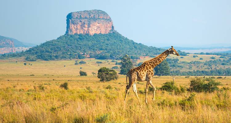 Giraffe schreitet über goldene Graslandschaften mit einem flachgipfeligen Sandsteinhügel, der sich im Hintergrund erhebt.