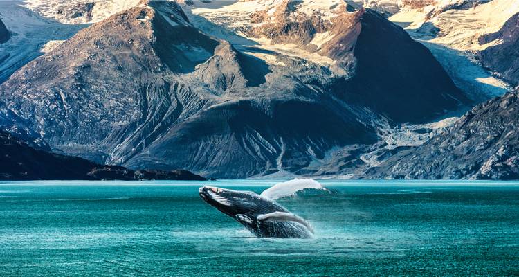 Une baleine à bosse jaillissant hors de l'eau turquoise face à des montagnes spectaculaires aux pics enneigés.