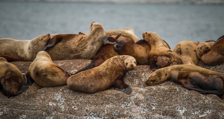 Groupe d'otaries se prélassant sur un affleurement rocheux aux côtés des eaux océaniques grises et froides.