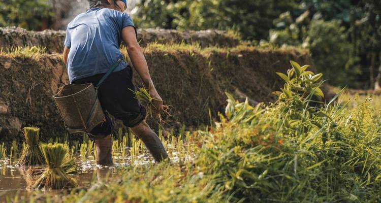 Boer die tot zijn knieën in een rijstveld werkt, omringd door weelderig groen