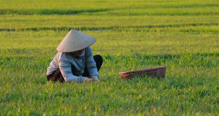 Vietnamese boer met punthoed die zich buigt om groen rijstveld bij zonsondergang te verzorgen.
