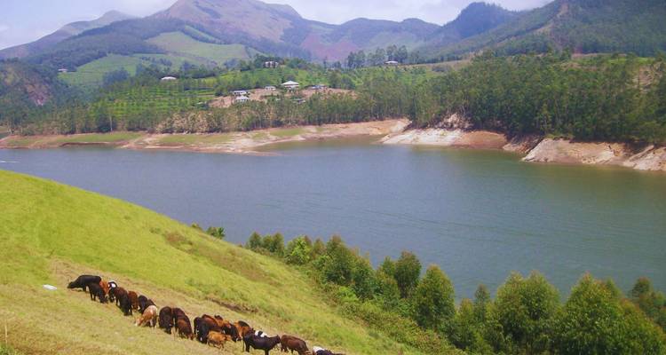 Rinder grasen auf grünen Hängen mit Blick auf ein ruhiges Stausee und neblige Berge in der Nähe von Munnar.