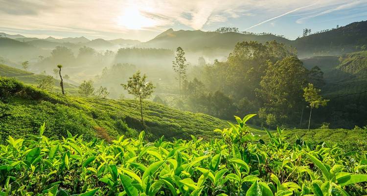 Sonnenaufgang über üppigen grünen Teeplantagen in Munnar mit Nebel, der durch das Tal zieht.