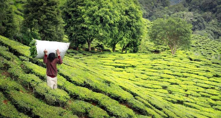 Ein Teesammler trägt einen großen Sack durch die leuchtend grünen Terrassen einer Plantage in Munnar.