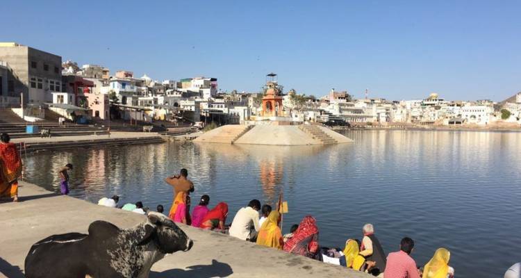 Devotees and a cow gather along the peaceful waters of Pushkar Lake surrounded by whitewashed ghats.