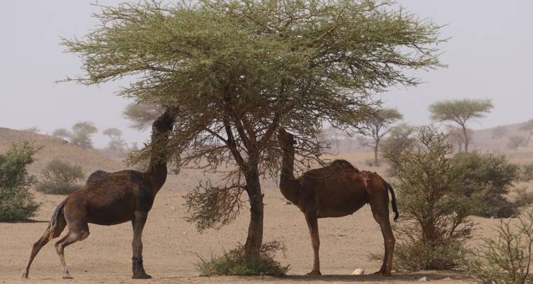 Deux chameaux s'étendent vers le haut pour se nourrir d'un acacia dans un paysage désertique aride.