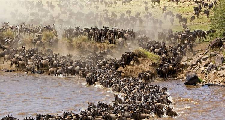 Hunderte von Gnus drängen sich an einem staubigen Flussufer und überqueren das Wasser in einer dramatischen Wanderungsszene.