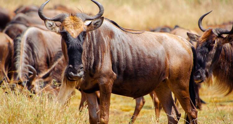 Nahaufnahme eines einzelnen Gnus, das im hohen Savannengrass steht, mit seiner Herde im Hintergrund.