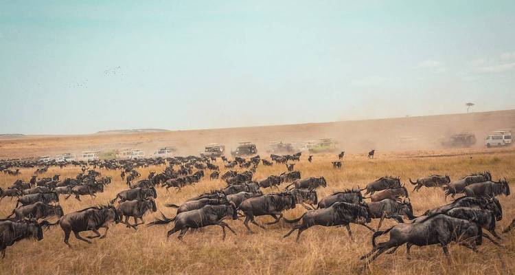 Eine riesige Gnu-Herde raast über die trockene Savanne, während Safari-Jeeps Staub aufwirbeln.
