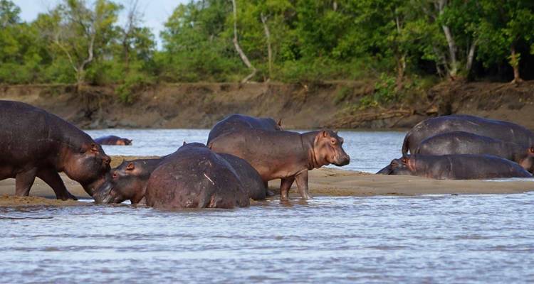 Un groupe d'hippopotames se vautre dans un large fleuve bordé par une forêt verte.