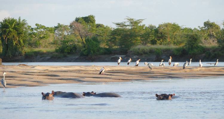 Des hippopotames partiellement immergés et des oiseaux de rivage peuplent un méandre fluvial sablonneux.