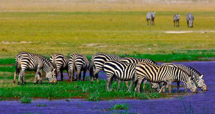 Eine Gruppe von Zebras trinkt an einem blauen Wasserloch in einer grasbewachsenen Ebene.