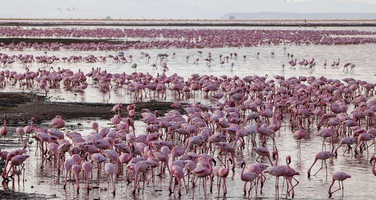 Tausende rosa Flamingos waten durch einen flachen, glitzernden See.