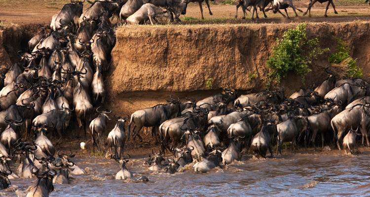 Hunderte von Gnus erklimmen eilig einen steilen Ufer hinab in einen Fluss.