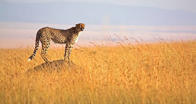 Un guépard scrute l'horizon depuis un rocher surélevé dans des herbes dorées.