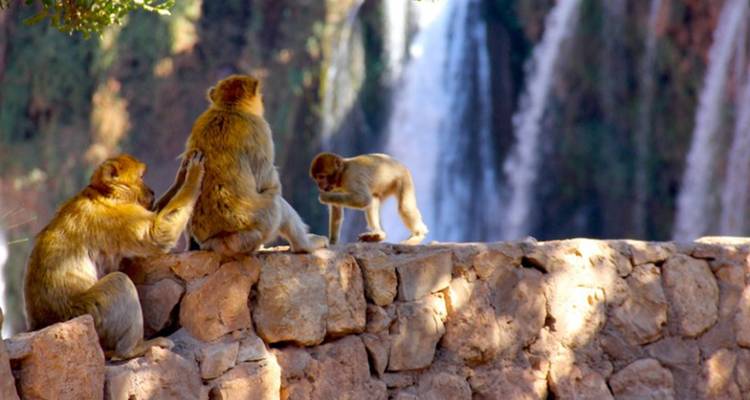 Berberijnen makaken die elkaar uitkammen op een stenen muur met een waterval die zacht wazig op de achtergrond te zien is.
