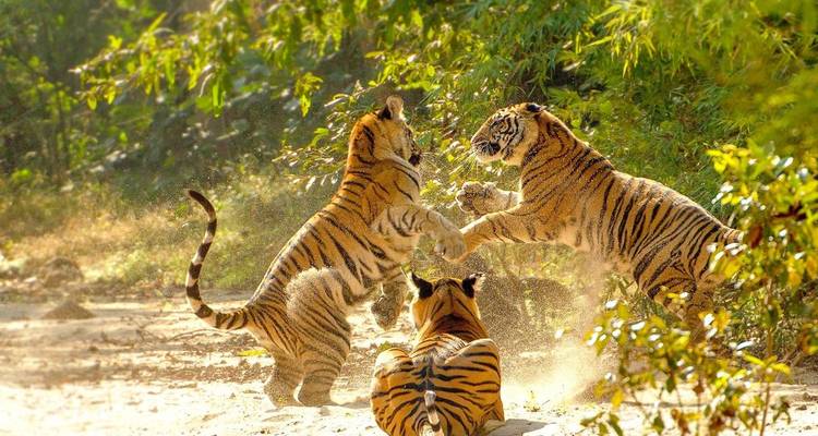 Drei Bengaltiger spielen kämpferisch in einer staubigen Waldlichtung, während Sonnenlicht durch die Blätter scheint.
