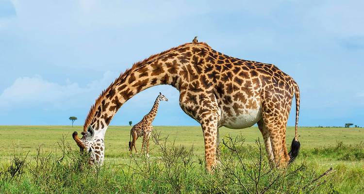 Jirafa en primer plano comiendo mientras otra se para bien alta en la sabana abierta bajo un cielo brillante