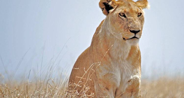 Close-up portrait of a lioness sitting amid dry grasses