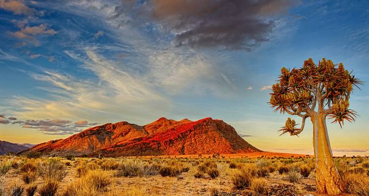 Gouden zonsondergang kleurt een robuust Zuid-Afrikaans berglandschap en woestijn in met een eenzame kokerbooom.