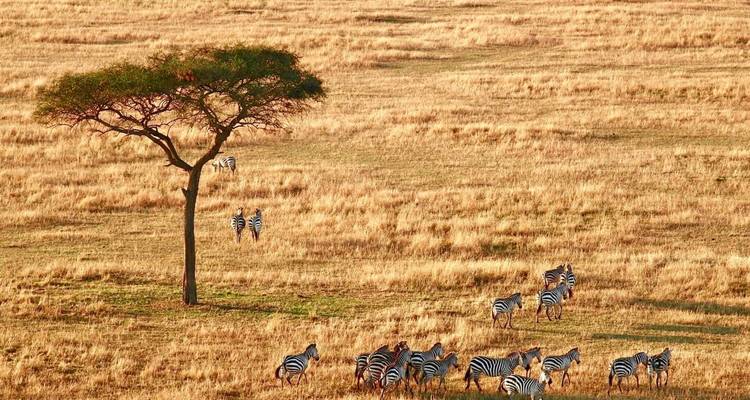 Vue aérienne de zèbres traversant une savane dorée près d'un acacia solitaire