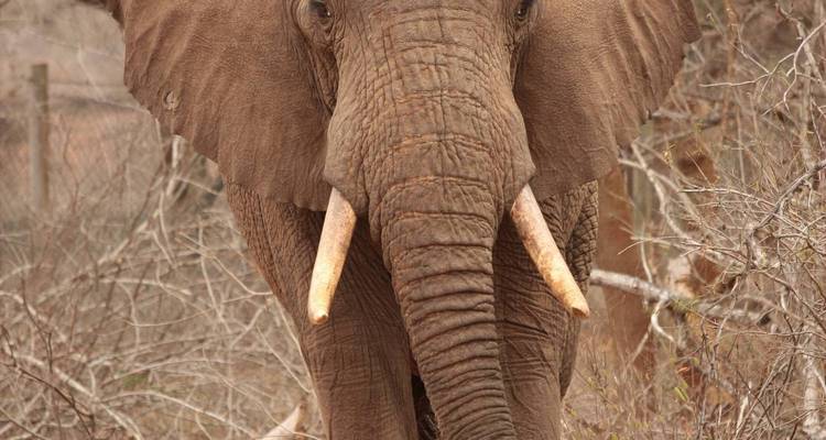 Portrait de face en gros plan d'un grand éléphant d'Afrique aux impressionnantes défenses se tenant au milieu d'une végétation sèche