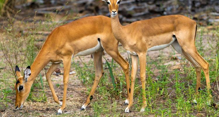 Deux impalas gracieux broutent les jeunes pousses vertes au bord d'une lisière forestière