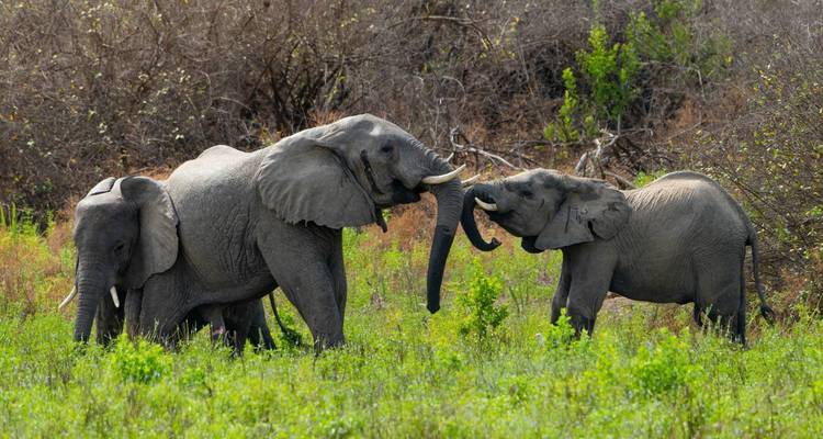 Les éléphants adultes interagissent de manière ludique avec leurs trompes tandis qu'un jeune éléphant se tient à proximité dans la brousse verdoyante.