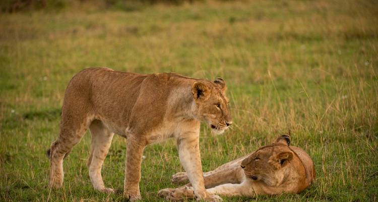 Couple de jeunes lions se reposant dans l'herbe tandis que l'un d'eux reste vigilant dans la lumière dorée de fin d'après-midi
