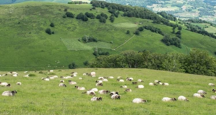 Tientallen schapen grazen op een weelderige groene helling met uitzicht op lappendekenackerland en bos.