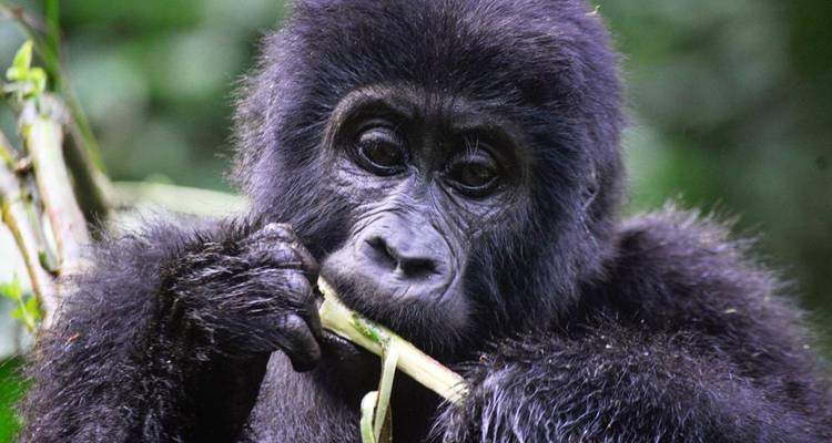 Jeune gorille des montagnes mâchant une tige de bambou dans une forêt dense et verdoyante.