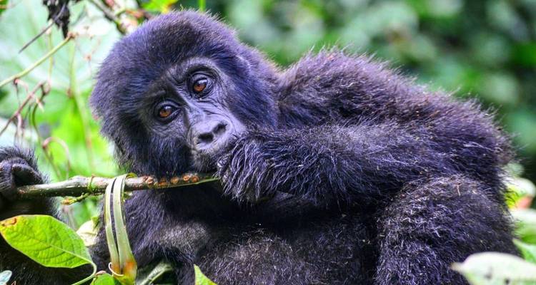 Gorille allongé sur une branche en train de mâcher du bambou dans une forêt tropicale luxuriante.