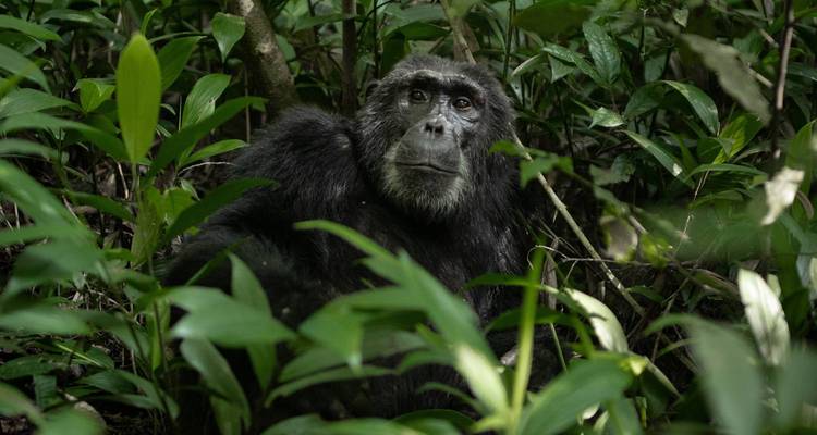 Un chimpanzé assis tranquillement parmi un feuillage vert dense dans un cadre de jungle sombre.
