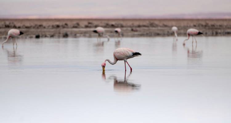 Pink flamingos feed in the calm reflective surface of a salt lagoon at dawn.