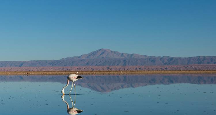 A solitary flamingo and its reflection stand in a mirror-like lagoon with Andes peak behind.