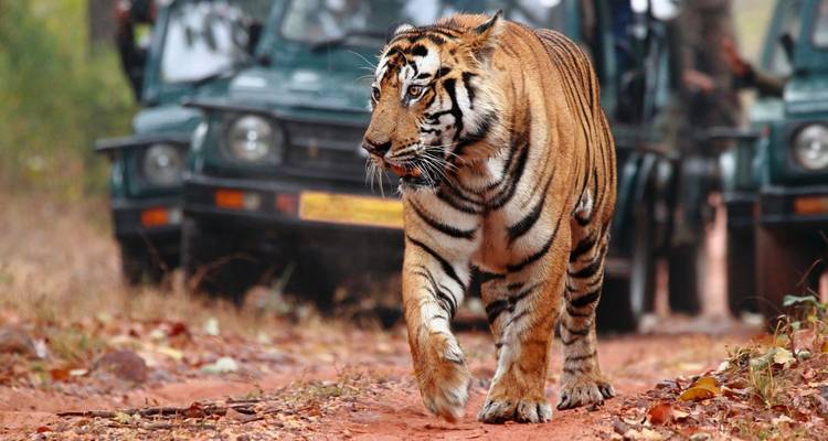 Ein Bengaltiger schreitet über eine rote Erdstraße, während Safarijeepe im Hintergrund beobachten.