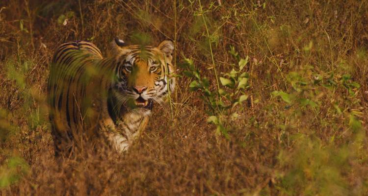 Bengal tiger stalking through tall dry grass and shrubs, staring alertly toward the camera.