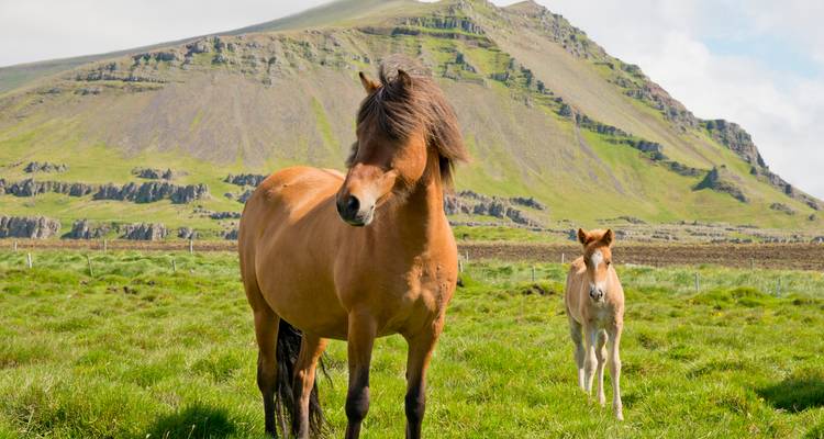 Ein isländisches Pferd und sein Fohlen stehen auf einer grünen Weide mit zerklüfteten Bergen im Hintergrund.