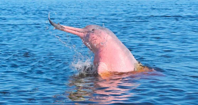 Un raro delfín rosa del río saltando fuera de las aguas amazónicas creando un chapoteo.