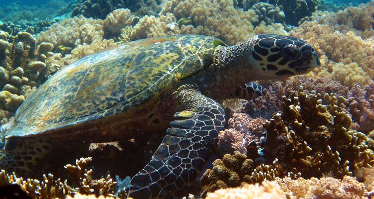 Una tortuga marina nadando sobre un arrecife de coral vibrante lleno de vida marina en aguas azules cristalinas.