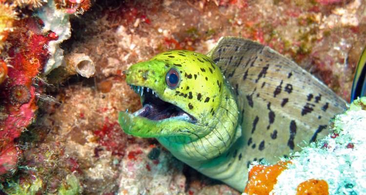 Morena verde asomándose desde una grieta rocosa rodeada de organismos de arrecife coloridos bajo el agua.
