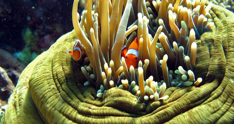 Pareja de peces payaso acurrucados entre los tentáculos de una anémona de mar en el arrecife.