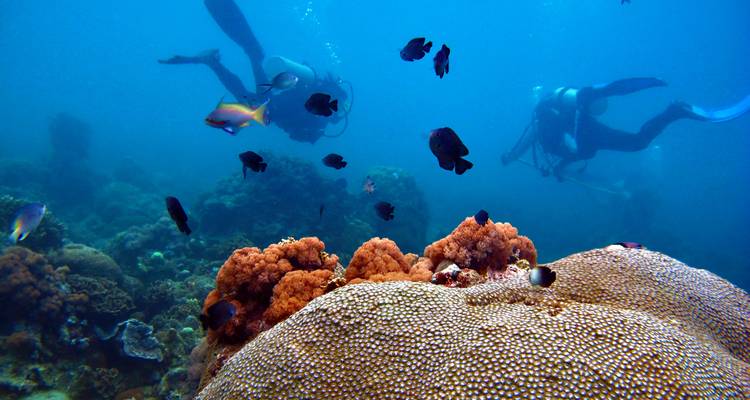 Buzos explorando un jardín de coral submarino con peces de colores nadando alrededor
