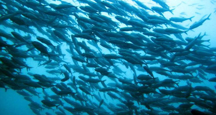Gran cardumen de peces nadando en aguas oceánicas azul cristalino, visto desde abajo.