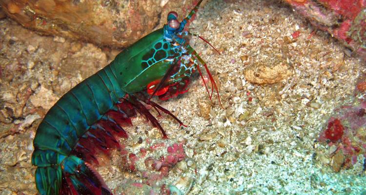 Camarón mantis colorido descansando en el lecho marino de coral arenoso.